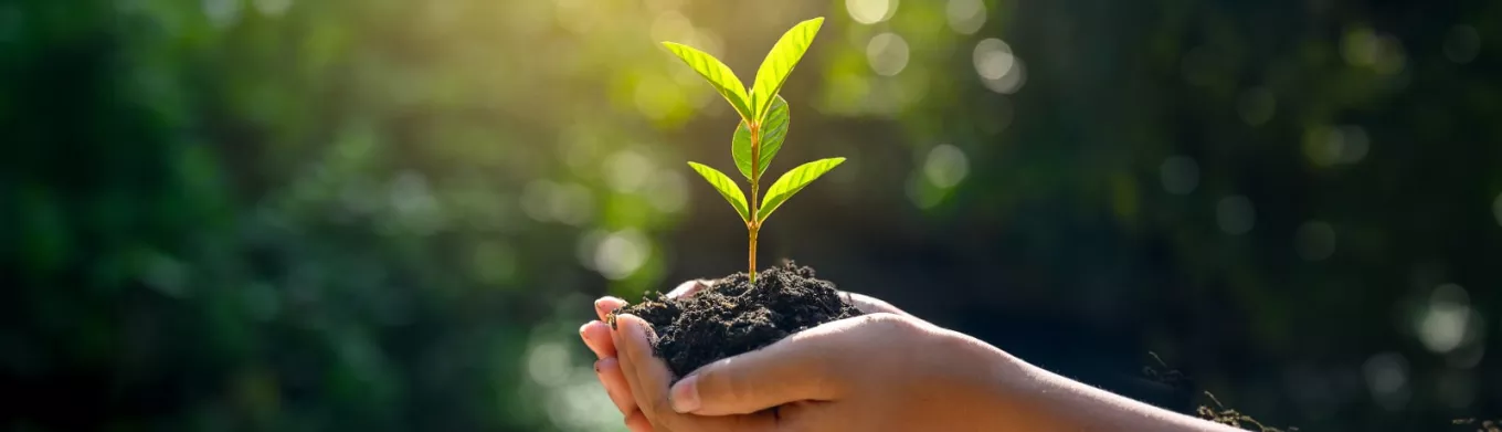 Plante dans une main 