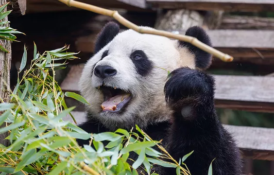 Parai Daiza 