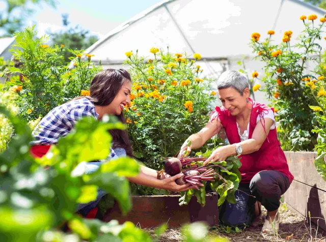 Peoples growing vegetables