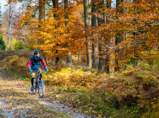 Men biking in the wood