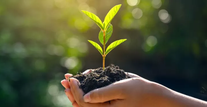 Plante dans une main