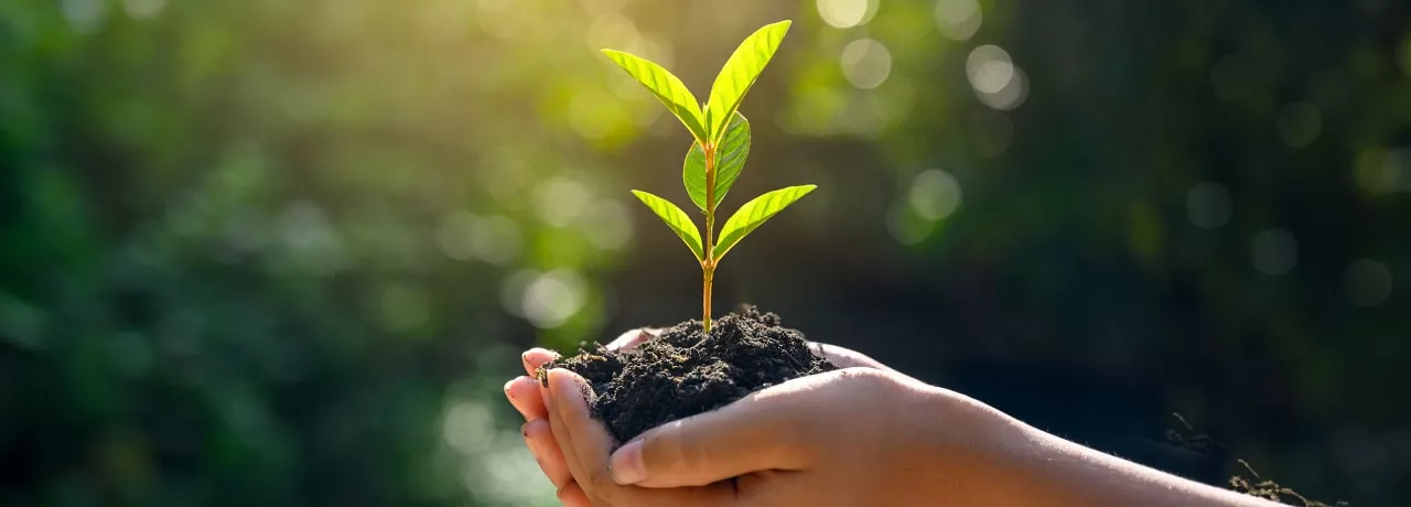 Plante dans une main