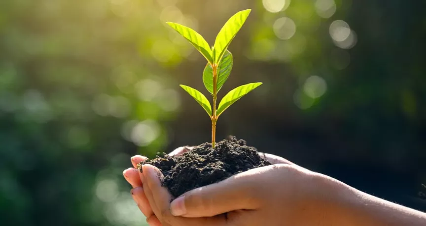 Plante dans une main