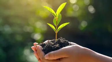 Plante dans une main